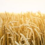 gluten en dermatología