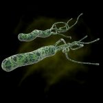 helicobacter pylori