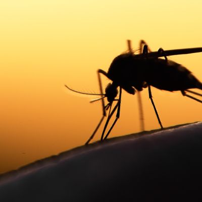 mosquitos