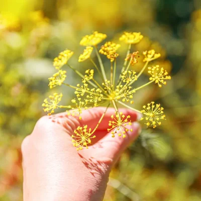 primavera y piel: ¿por qué aparecen brotes en esta época del año?