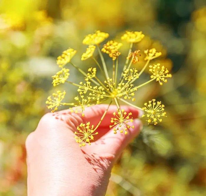 Primavera y piel : ¿por qué aparecen brotes en esta época del año?